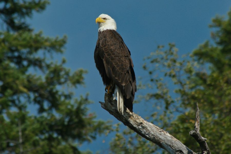 Close-up foto van een adelaar in Canada.