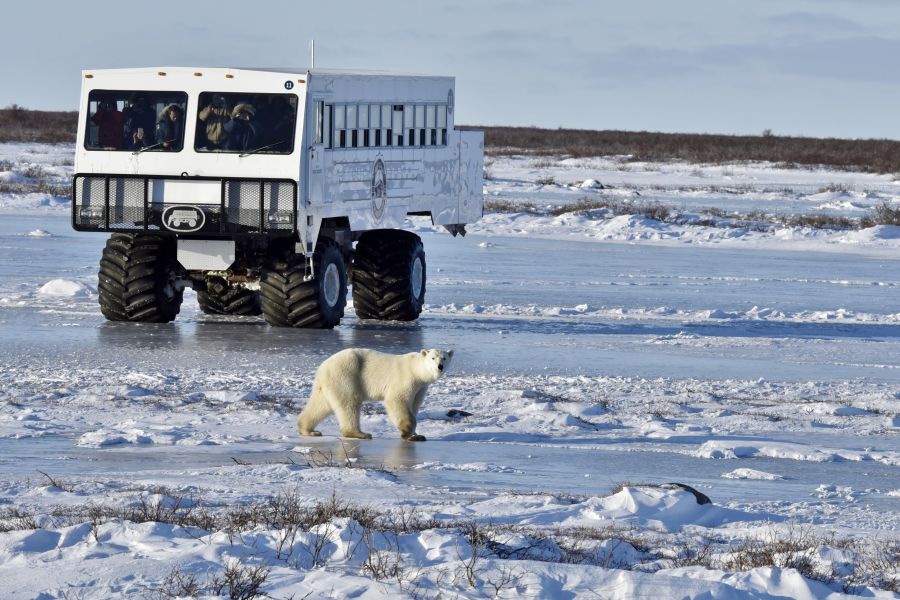 IJsbeer voor een Tundra Buggy ijstruck bij Churchill in Manitoba in Canada.