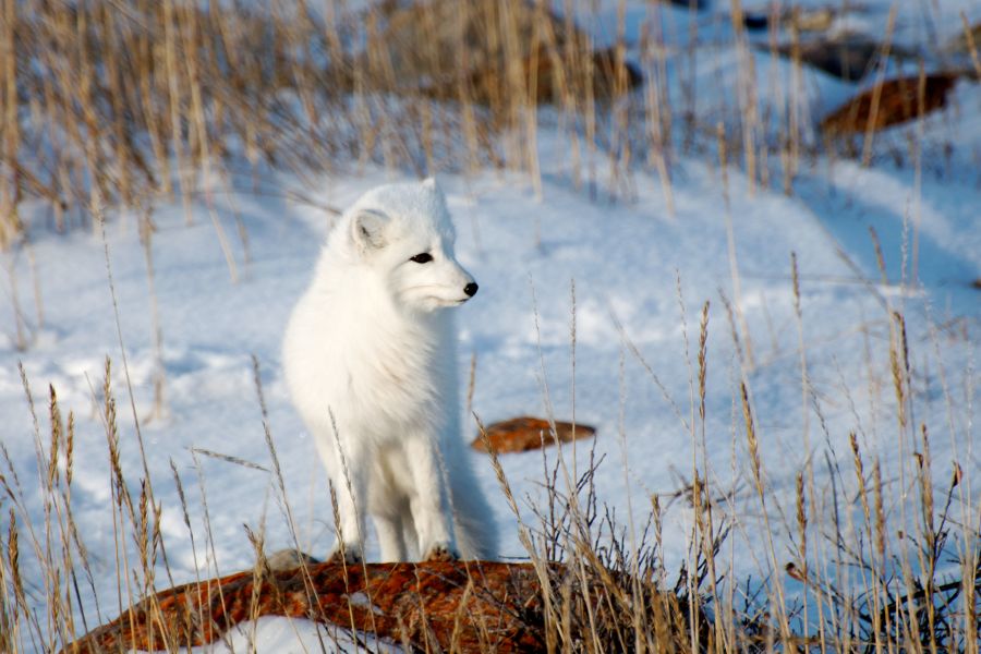 Poolvos in de wildernis bij Churchill in Manitoba in Canada.