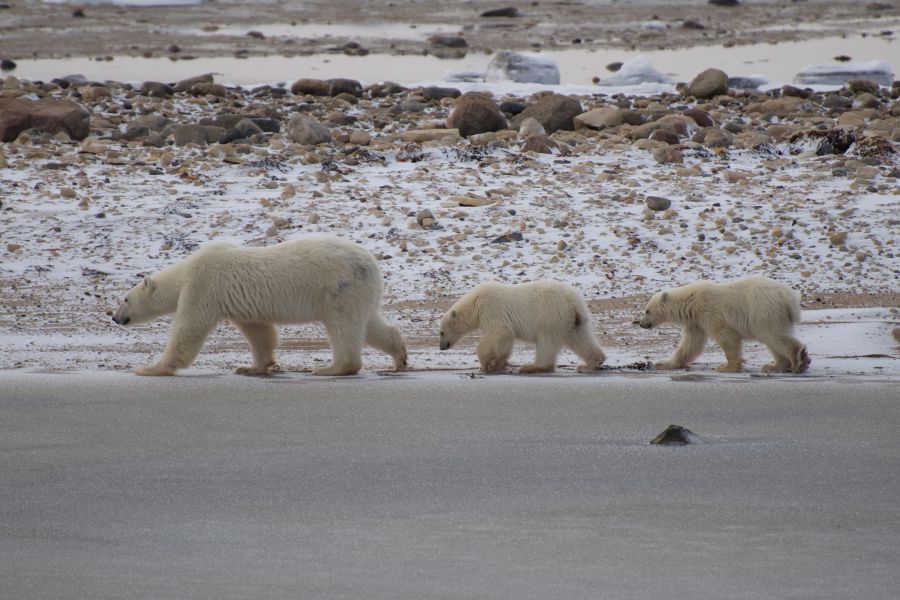 IJsberen langs de weg bij Churchill in Manitoba in Canada.