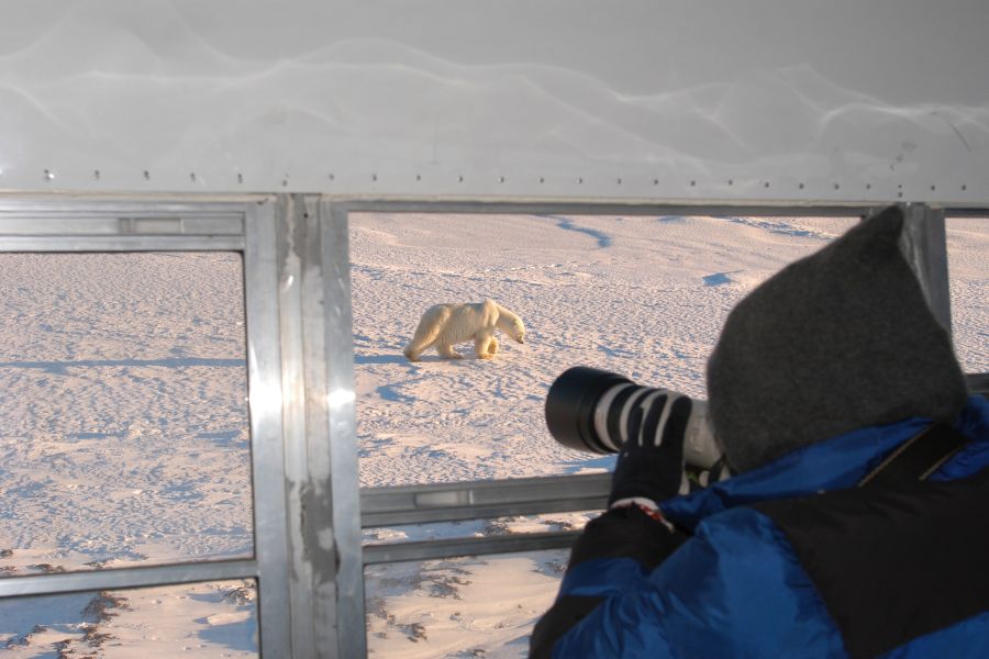 Fotograaf maakt foto’s van ijsbeer vanuit ijstruck bij Churchill in Manitoba in Canada.