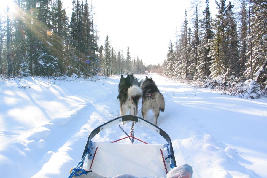 Huskies voor een slee bij Churchill in Manitoba in Canada.