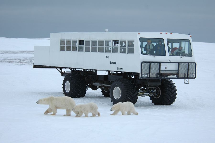 IJsberen lopen langs een ijstruck tijdens excursie bij Churchill in Manitoba in Canada.