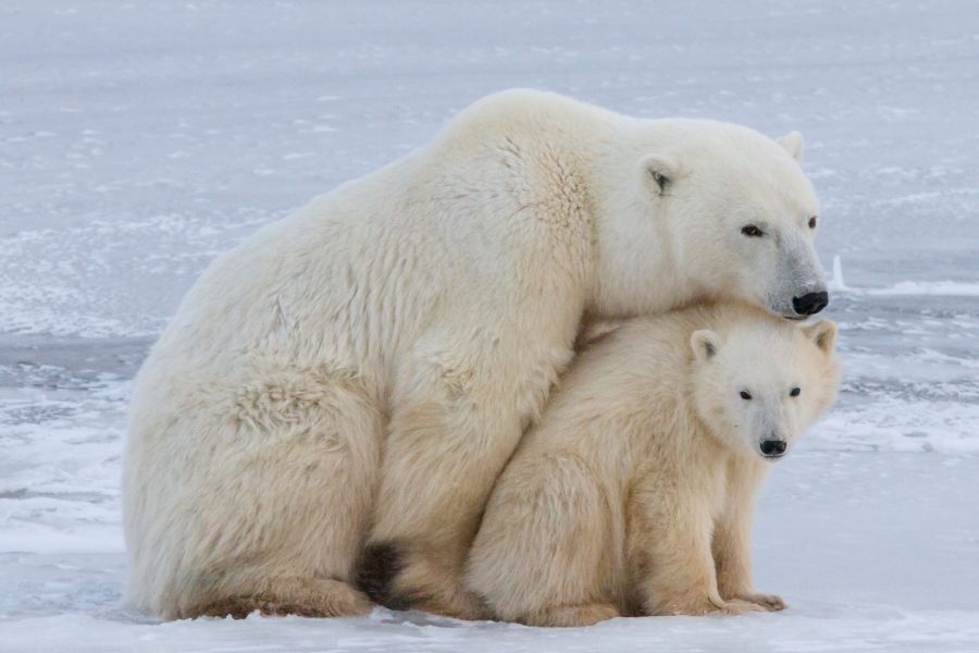 IJsberen nabij Churchill in Manitoba in Canada.