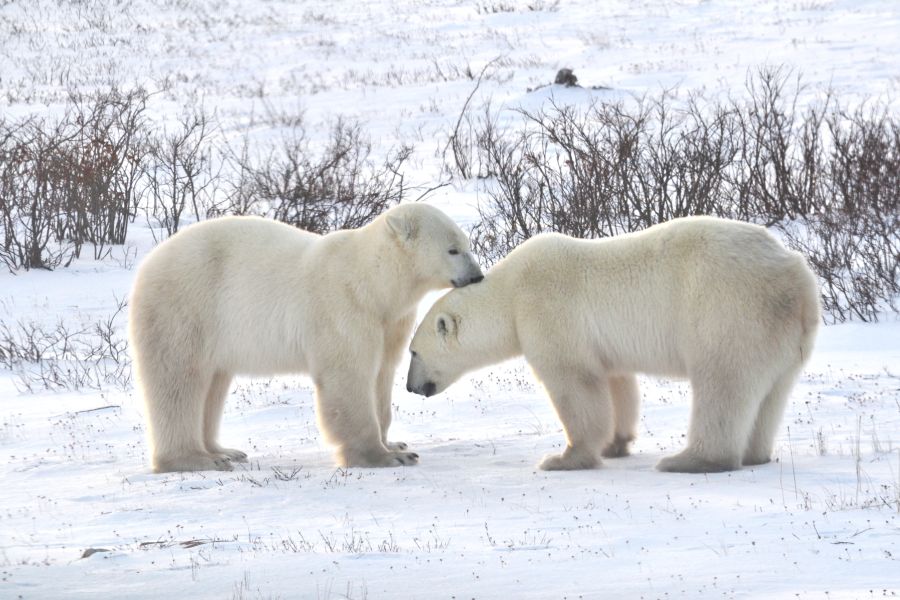 IJsberen in de wildernis bij Churchill in Manitoba in Canada.