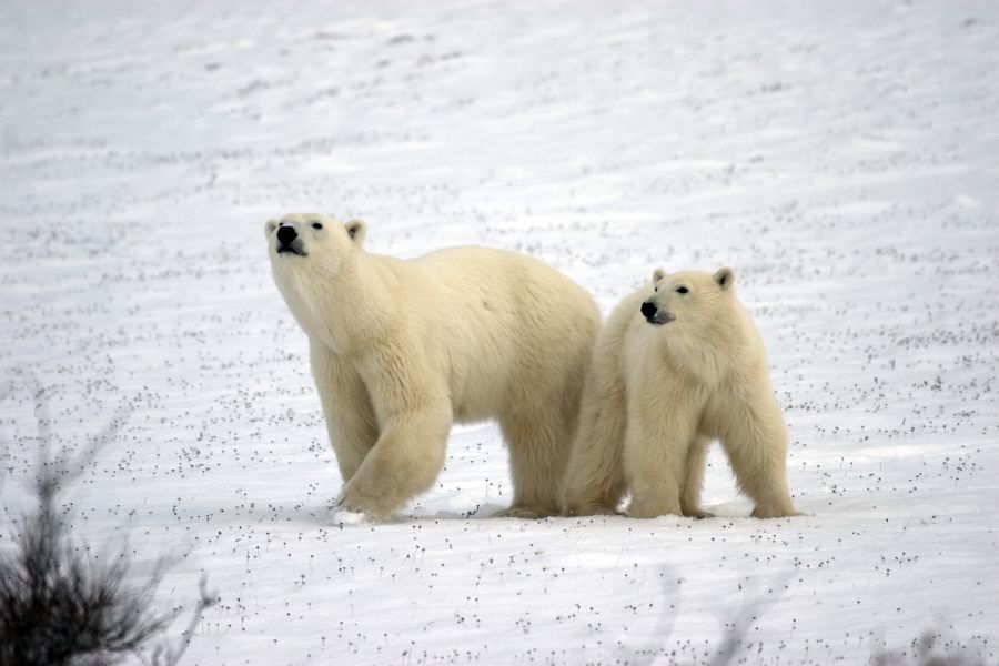 IJsberen in de wildernis bij Churchill in Manitoba in Canada.