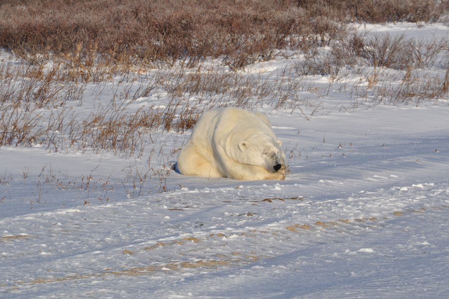 IJsbeer in de tundra bij Churchill in Manitoba in Canada.