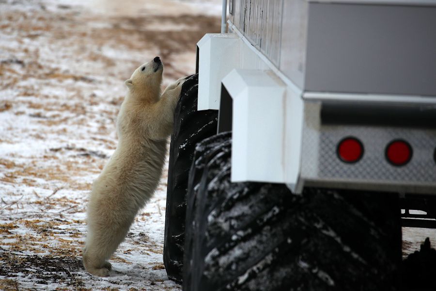 IJsbeer staat tegen ijstruck omhoog nabij Churchill in Manitoba in Canada.