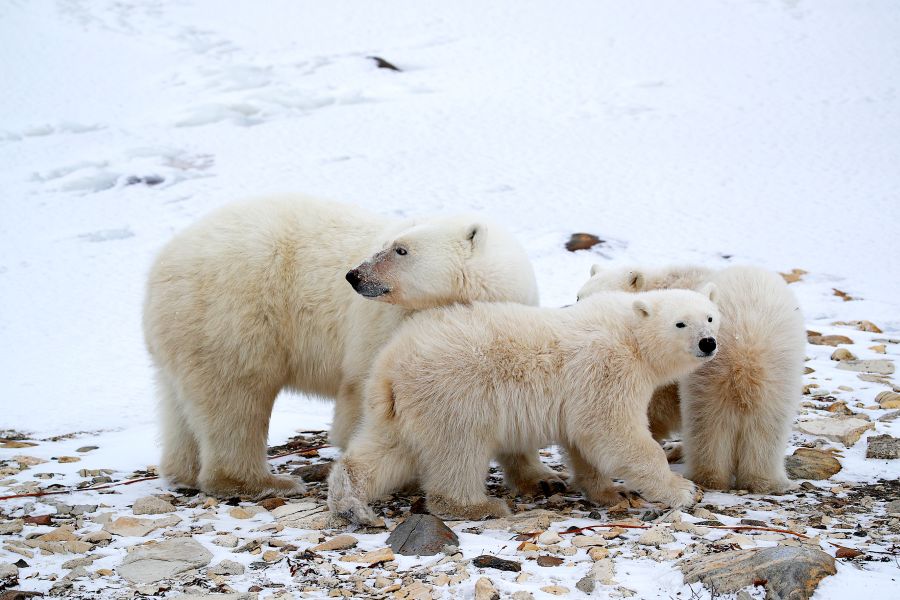 Familie van ijsberen bij Churchill in Manitoba.