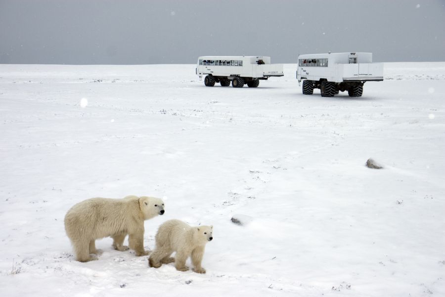 Twee ijsberen in de wildernis met twee ijstrucks op de achtergrond bij Churchill in Manitoba in Canada.