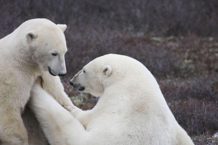 Twee stoeiende ijsberen in de wildernis bij Churchill in Manitoba in Canada.