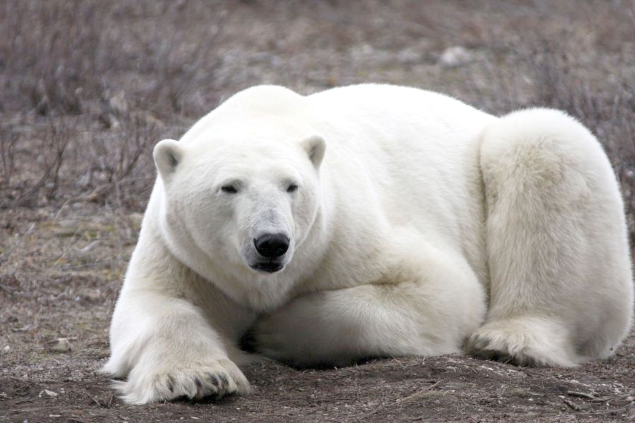 IJsbeer in de wildernis nabij Churchill in Manitoba in Canada.