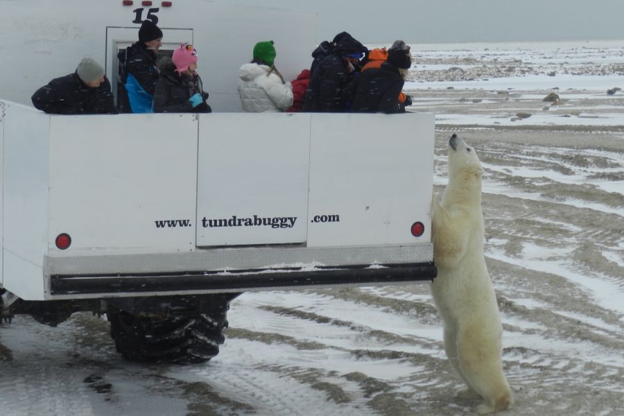 IJsbeer naast ijstruck tijdens wildlife excursie bij Churchill in Manitoba in Canada.