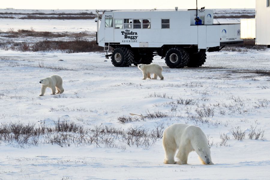 IJsberen naast de Tundra Buggy ijstruck bij Churchill in Manitoba in Canada.