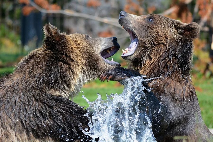Twee spelende grizzly beren in Canada.