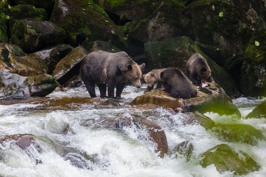 Bruine beren in een rivier in de wildernis van British Columbia in Canada.