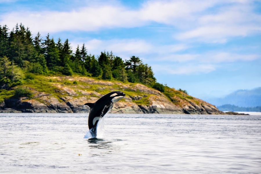 Orka boven water aan de kust van British Columbia in Canada.