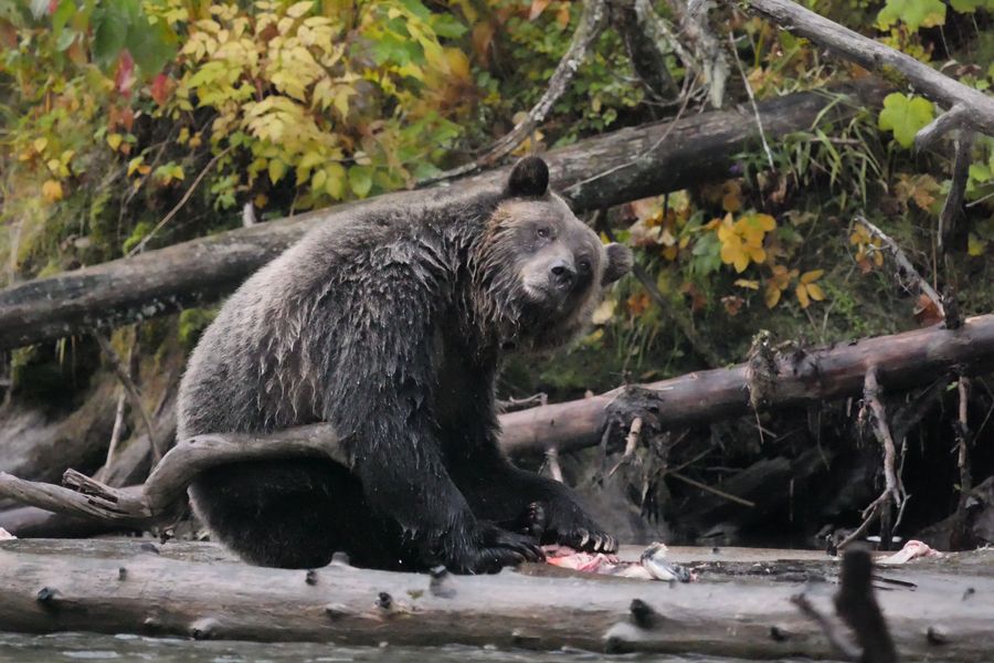 Grizzly beer aan de oever in de Cariboo Mountains in British Columbia in Canada.