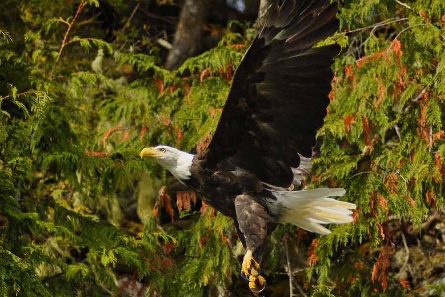 Adelaar stijgt op in de wildernis van de Cariboo Mountains in West-Canada.