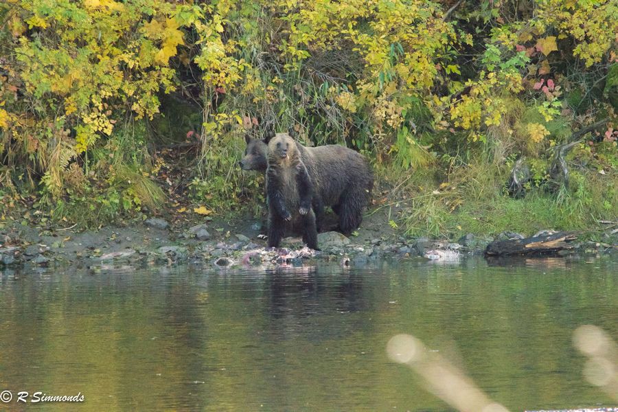 Twee grizzly beren aan de oever van de Quesnel River in de Cariboo Mountains in West-Canada.