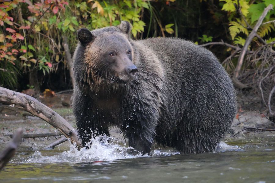 Grizzly beer in het water van de Quesnel River in British Columbia in West-Canada.