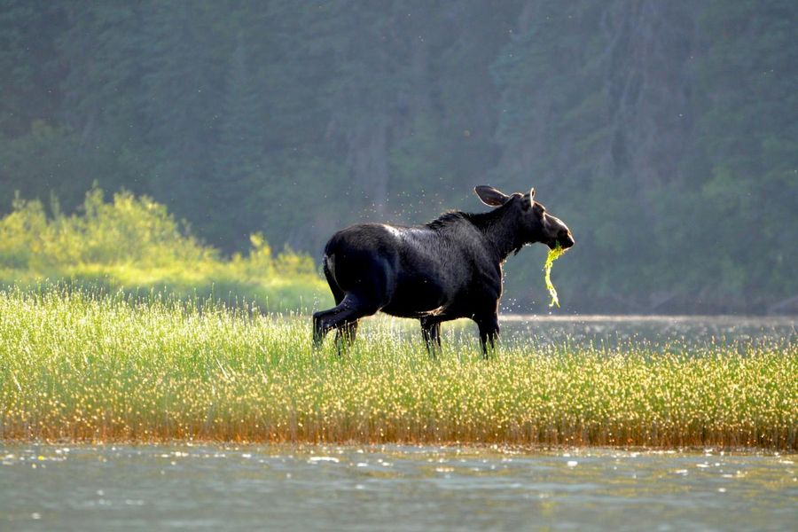 Eland aan de oever van de Quesnel River in British Columbia in West-Canada.