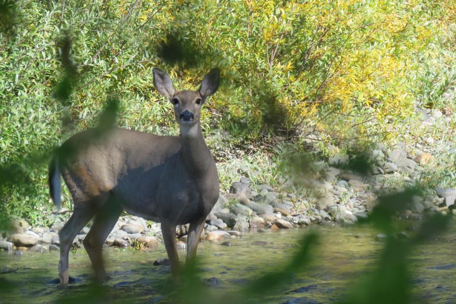 Hert in het water van de Quesnel River in de Cariboo Mountains in Canada.