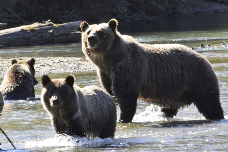 Drie grizzly beren in het water van de Quesnel River in West-Canada.