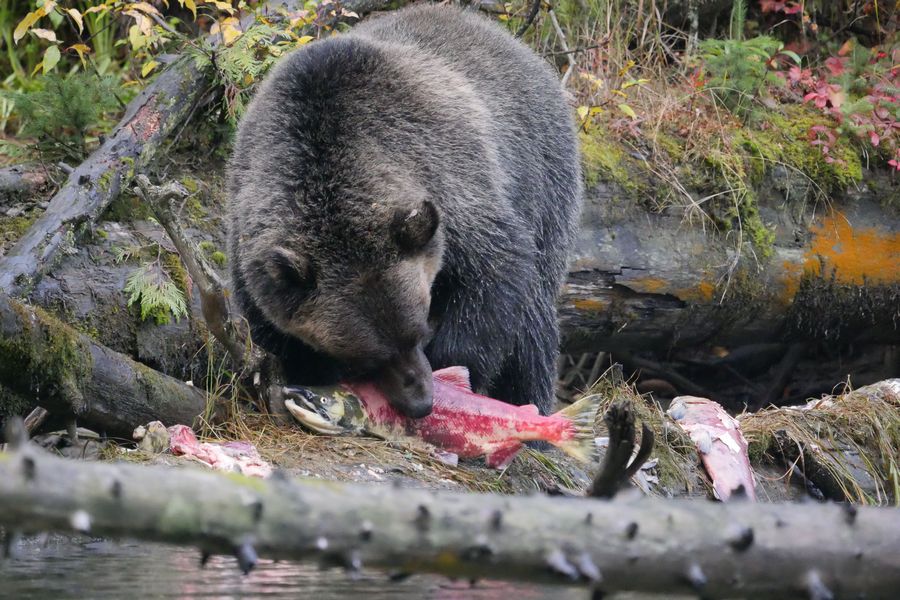 Grizzly beer eet zalm in de wildernis van de Cariboo Mountains in British Columbia in Canada.