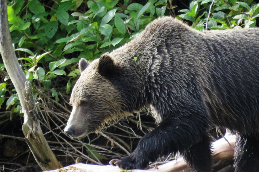 Closeup van een grizzly beer in de bossen van British Columbia in Canada.