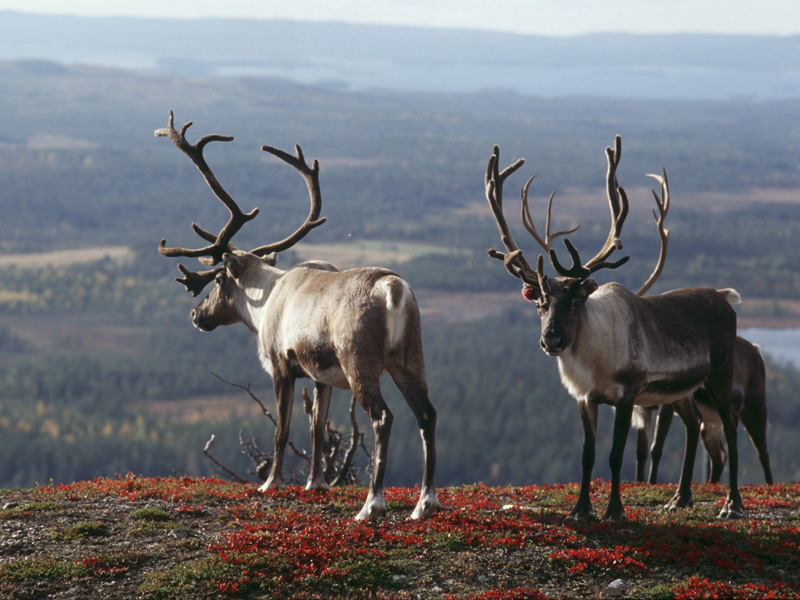 De rendieren kom je overal tegen in Fins Lapland
