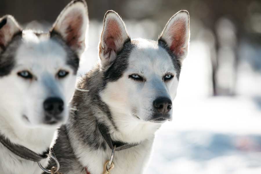 Huskies staan klaar voor de Huskysafari in Saariselka