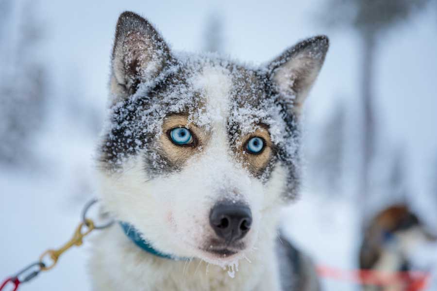 Muotka Wildernishotel winteravontuur, Lapland 2021/2022