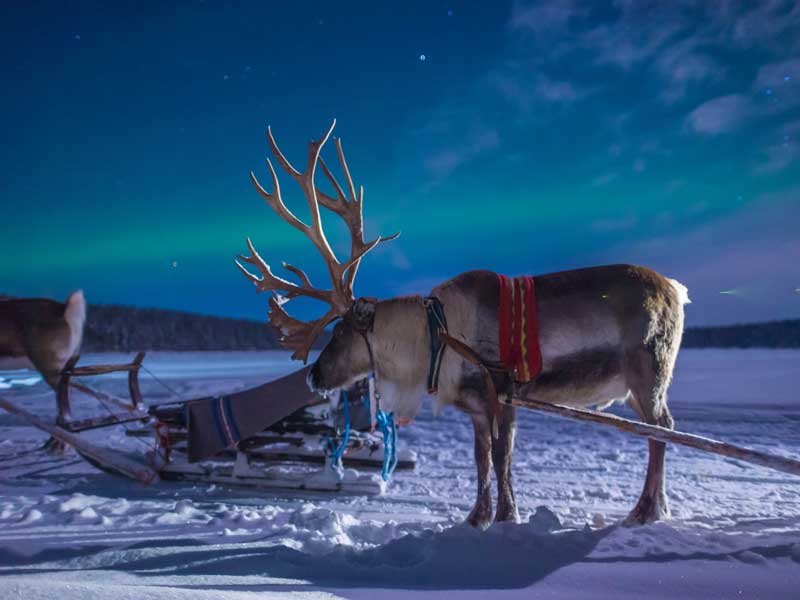 Ontdek de wildernis van Lapland, huskyavontuur 2020/2021