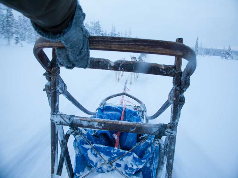 Ontdek de wildernis van Lapland, huskyavontuur 2020/2021