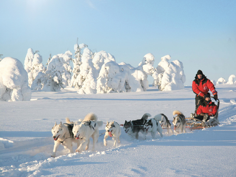 Huskysafari Levi Lapland