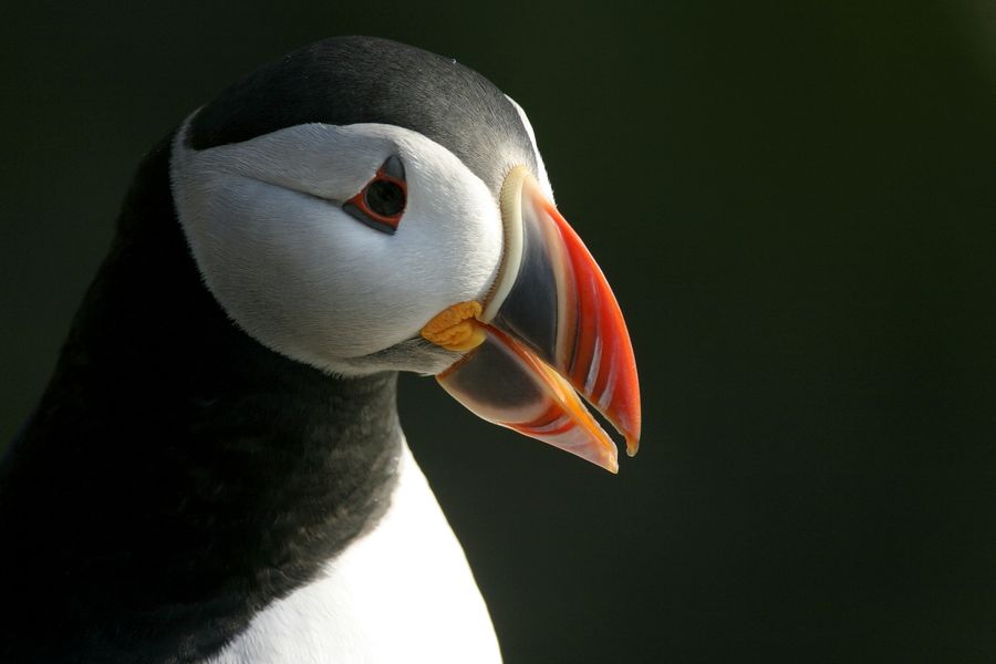 Mykines Puffin Island dagexcursie