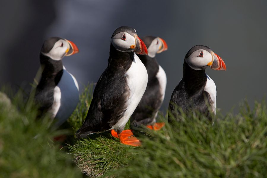 Mykines Puffin Island dagexcursie