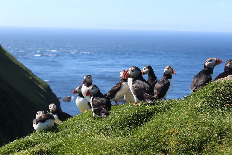 Mykines Puffin Island dagexcursie