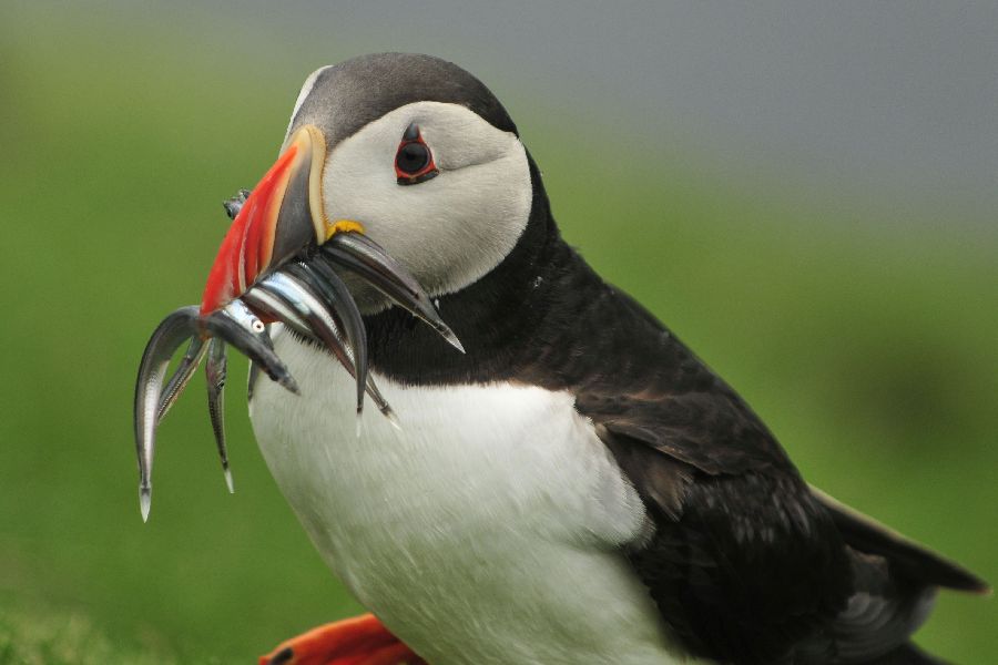 Mykines Puffin Island dagexcursie
