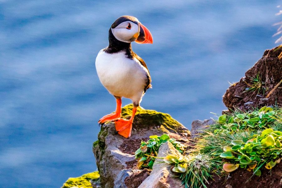 Mykines Puffin Island dagexcursie