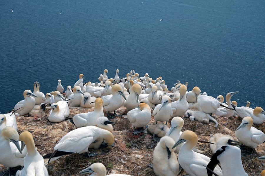 Mykines Puffin Island dagexcursie