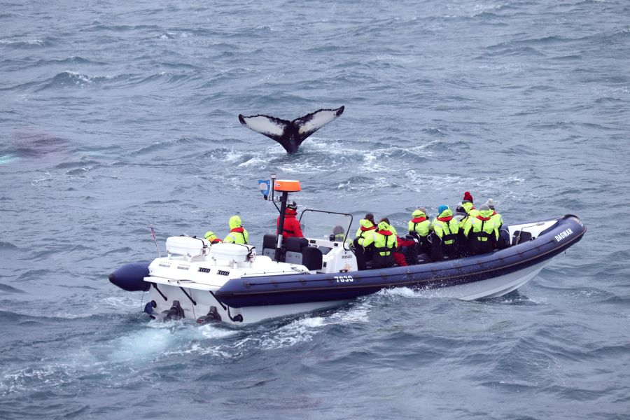 IJsland Whale Watching