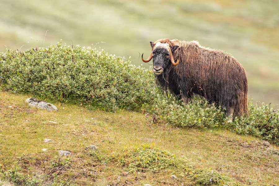 Hurtigruten Expeditie Groenland met BBI Travel