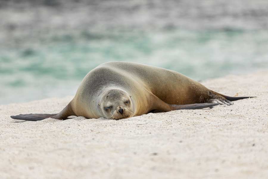 Hurtigruten expeditie Galapagos met BBI Travel