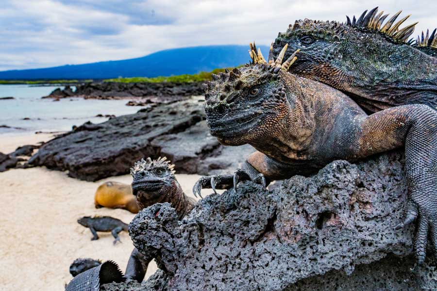 Hurtigruten expeditie Galapagos met BBI Travel