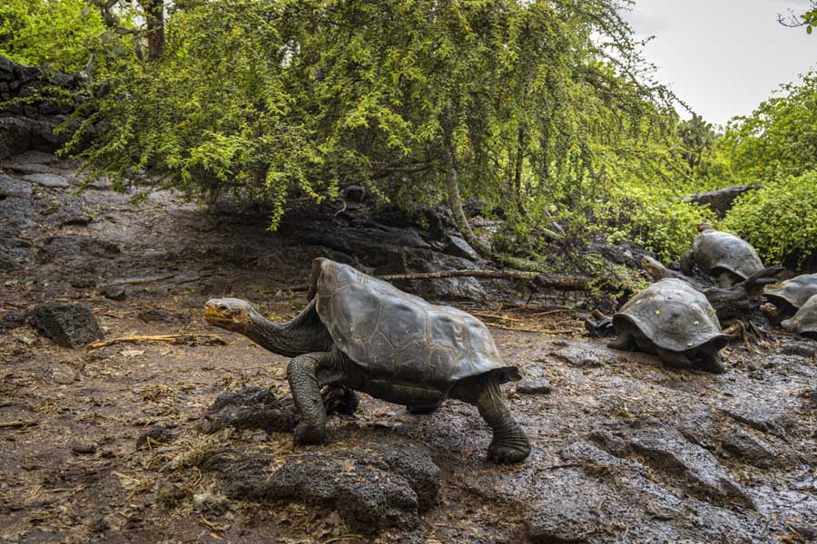 Hurtigruten expeditie Galapagos met BBI Travel