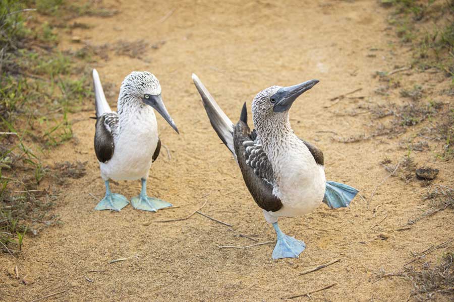 Hurtigruten expeditie Galapagos met BBI Travel