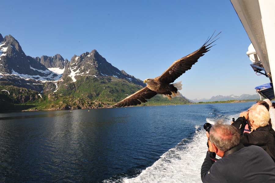 Zeearenden spotten aan boord van Hurtigruten 
