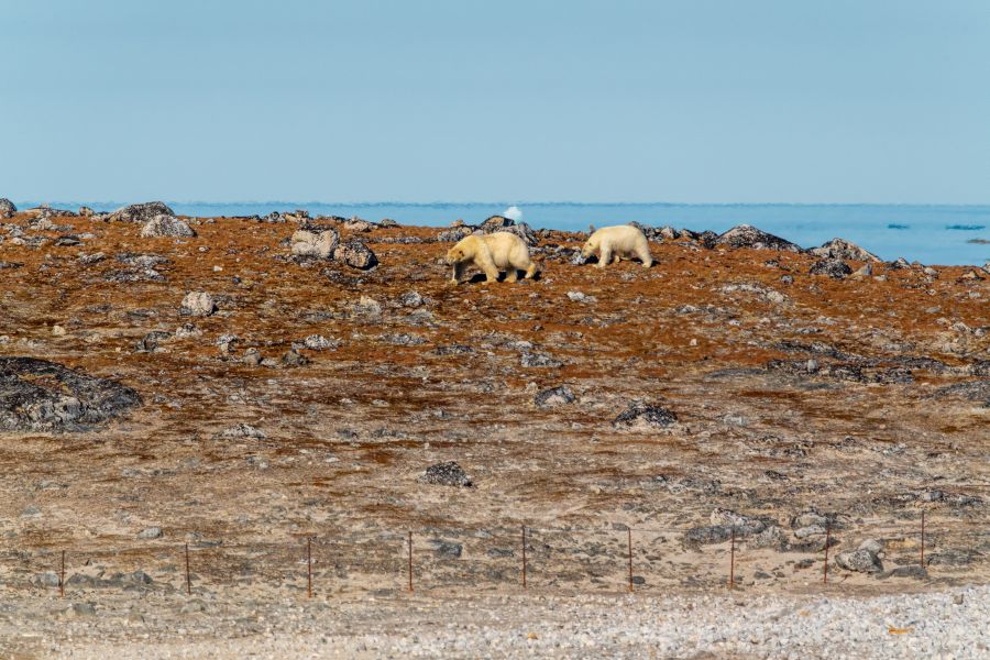 polar bears svalbard